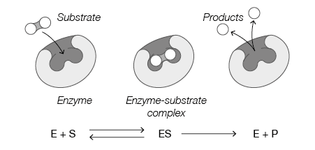 Modelo de la “llave-cerradura” de una enzima