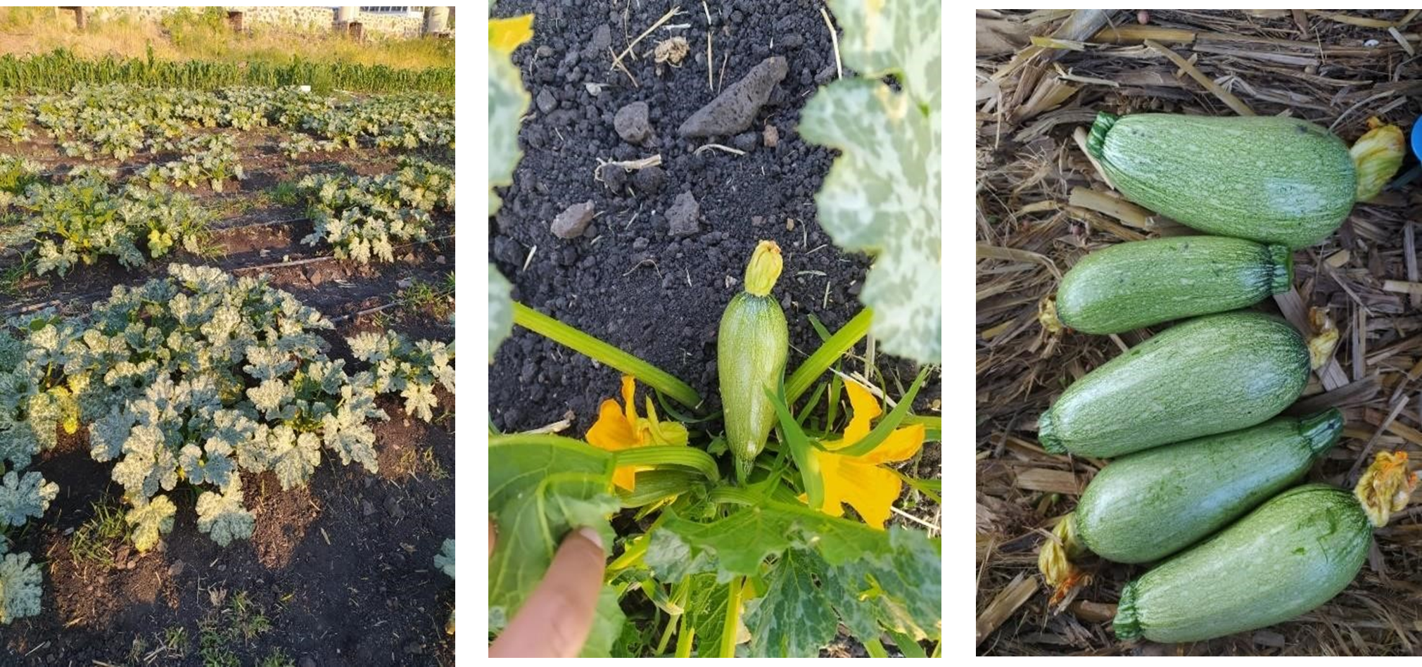 Figura. 2. Imágenes del cultivo en su época de floración y cosecha