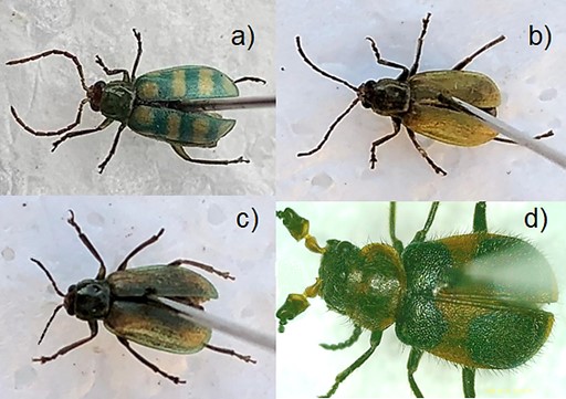Figura 1. a) Diabrotica balteata, b) Diabrotica longicornis, c) Diabrotica virgifera virgifera zeae y d) Collops quadrimaculatus