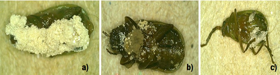 Figura 3. Inoculación de insectos con hongos entomopatógenos in vitro; a) Beauveria bassiana, b) Metarhizium anisopliae y c) Isaria fumosoroseus. Fuente: elaboración propia