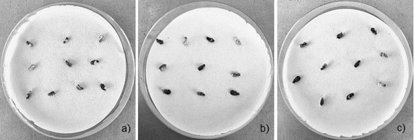 Figura 5. Diabróticas colonizadas y melanizadas con a) Beauveria bassiana, b) Metarhizium anisopliae y c) Isaria fumosoroseus. Fuente: elaboración propia