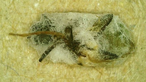 Figura 6. Colonización de Diabrotica spp. con Beauveria bassiana. Fuente: elaboración propia