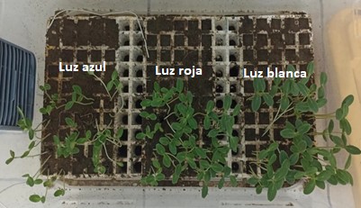 Figura 6. Cucumis sativus en cámara de germinación