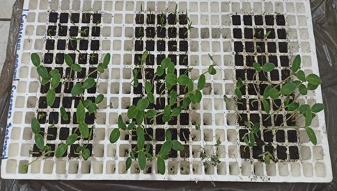 Figura 7. Testigo de Cucumis sativus