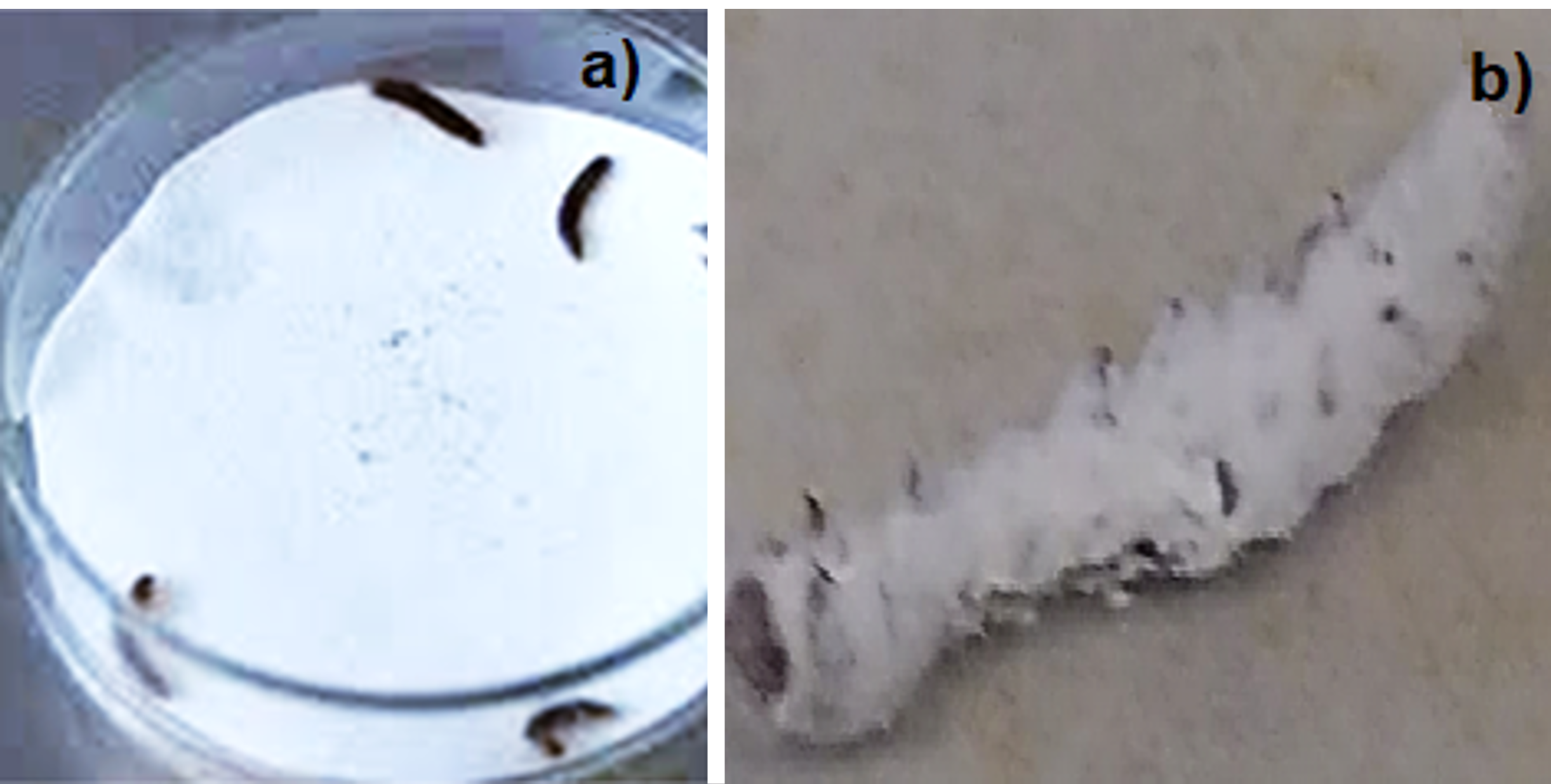 Figura 3. a) Melanización de larvas inoculadas con P. fumosoroseus, y b) colonización externa de P. xylostella con Beauveria bassiana.