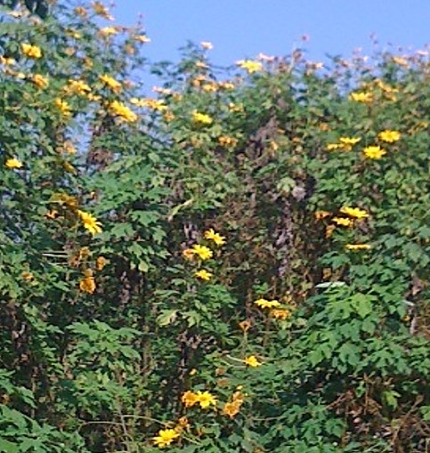 Figura 1. Tithonia diversifolia (Hemsl). Michoacan