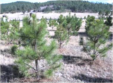 Pinus cooperi 