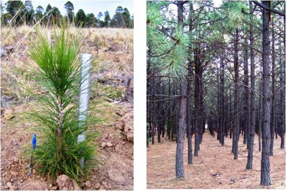 Pinus durangensis