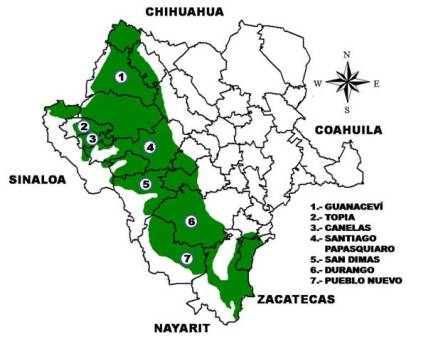 Ubicación de los municipios donde se evaluaron las plantaciones forestales del estado de Durango. 